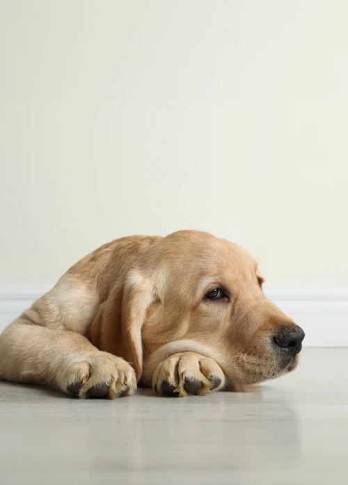 Pet-Scam-page